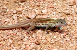 Cnemidophorus gularis - Texas Spotted Whiptail