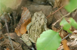 fowlers toad