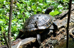 turtle on log