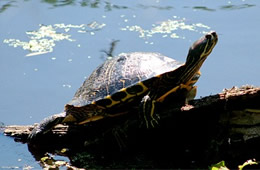 turtle on log