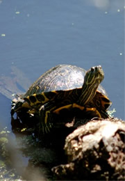 turtle on a log