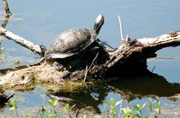 turtle on log