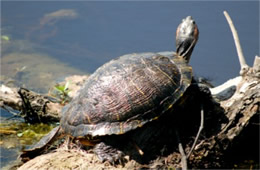 turtle on a log