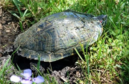 turtle laying eggs