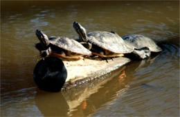 Turtles on a Log