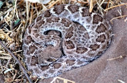 Crotelus atrox - Western Diamondback Rattlesnake