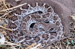 Crotelus atrox - Western Diamondback Rattlesnake