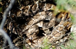 Crotelus atrox - Western Diamondback Rattlesnake