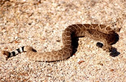 Crotelus atrox - Western Diamondback Rattlesnake