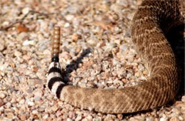 Crotelus atrox - Western Diamondback Rattlesnake