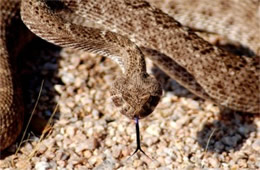 Crotelus atrox - Western Diamondback Rattlesnake