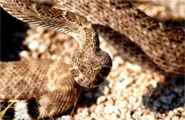 Crotelus atrox - Western Diamondback Rattlesnake