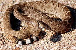 Crotelus atrox - Western Diamondback Rattlesnake