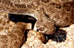 Crotelus atrox - Western Diamondback Rattlesnake