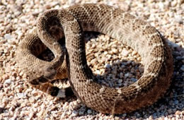 Crotelus atrox - Western Diamondback Rattlesnake