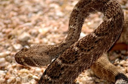 Crotelus atrox - Western Diamondback Rattlesnake