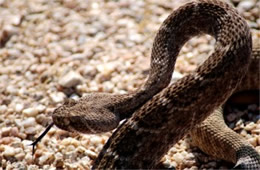 Crotelus atrox - Western Diamondback Rattlesnake