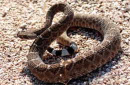 Crotelus atrox - Western Diamondback Rattlesnake