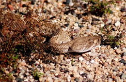 Crotelus atrox - Western Diamondback Rattlesnake