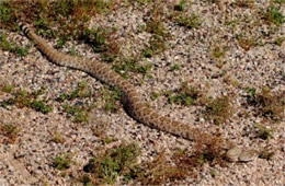 Crotelus atrox - Western Diamondback Rattlesnake