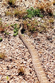 Crotelus atrox - Western Diamondback Rattlesnake