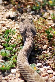 Crotelus atrox - Western Diamondback Rattlesnake