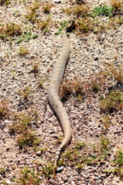 Crotelus atrox - Western Diamondback Rattlesnake