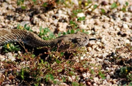 Crotelus atrox - Western Diamondback Rattlesnake