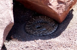 Crotelus atrox - Western Diamondback Rattlesnake