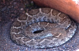 Crotelus atrox - Western Diamondback Rattlesnake