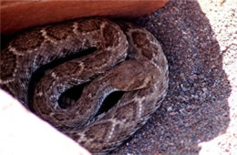 Crotelus atrox - Western Diamondback Rattlesnake