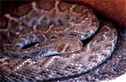 Crotelus atrox - Western Diamondback Rattlesnake