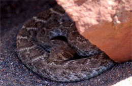 Crotelus atrox - Western Diamondback Rattlesnake