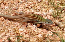 Cnemidophorus gularis - Texas Spotted Whiptail Lizard in Motion