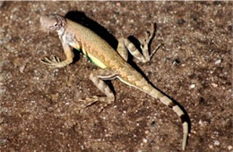 Callisaurus draconoides - Zebra-tailed Lizard