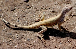 Callisaurus draconoides - Zebra-tailed Lizard