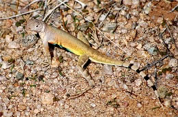 Callisaurus draconoides - Zebra-tailed Lizard