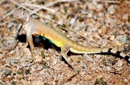 Callisaurus draconoides - Zebra-tailed Lizard