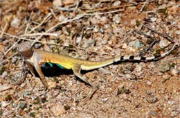 Callisaurus draconoides - Zebra-tailed Lizard