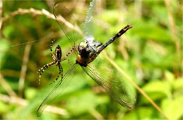 Argiope Spider with Prey