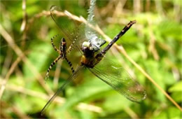 Argiope Spider with Prey