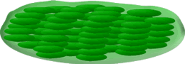 chloroplast