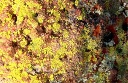 Desert Crustose Lichens