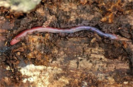 earthworm