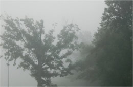 trees in fog