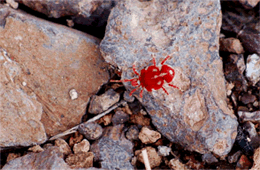 Giant Velvet Mite