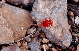 Giant Velvet Mite