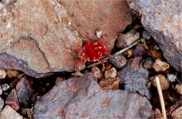 Giant Velvet Mite