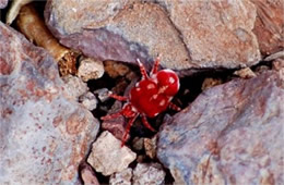 Giant Velvet Mite