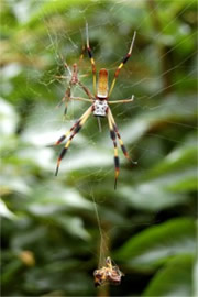 Nephila clavipes - Golden Silk Spider